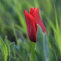 und Tulpen